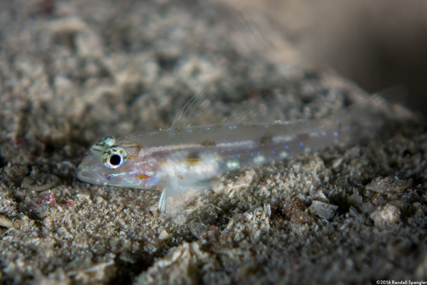 Coryphopterus tortugae (Patch-Reef Goby)