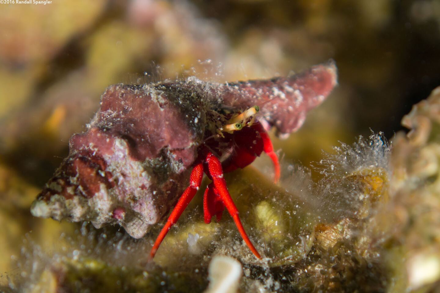 Paguristes cadenati (Red Reef Hermit Crab)
