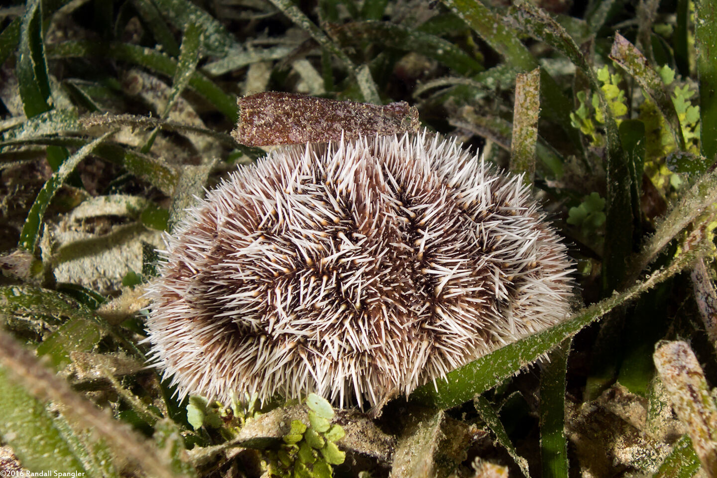 Tripneustes ventricosus (West Indian Sea Egg)