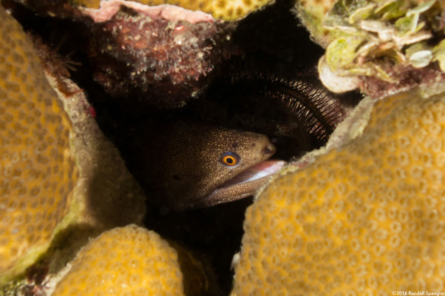 Gymnothorax miliaris (Goldentail Moray)