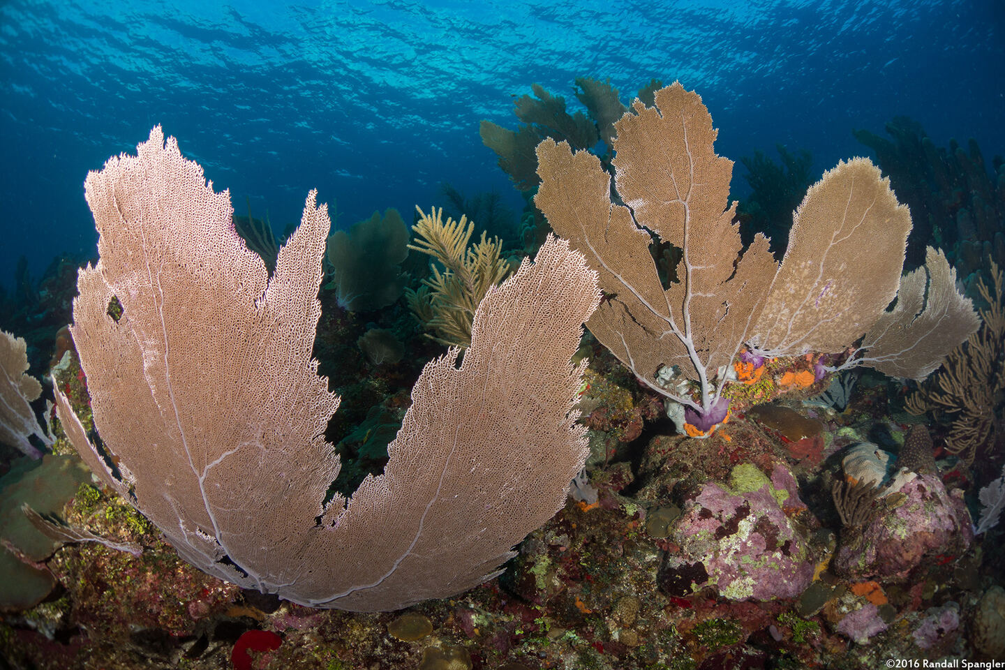 Gorgonia ventalina (Common Sea Fan)