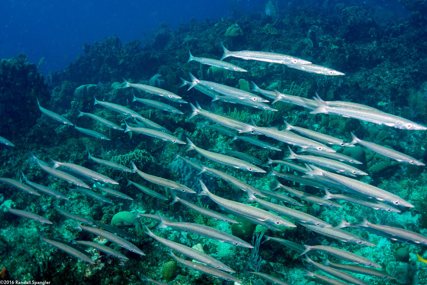 Sphyraena picudilla (Southern Sennet)