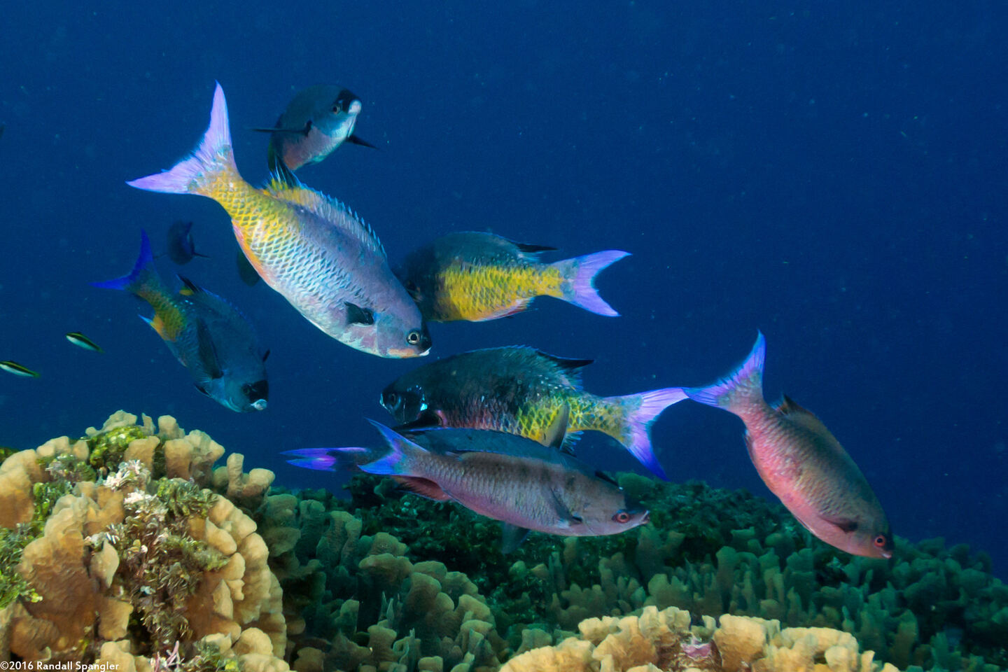 Clepticus parrae (Creole Wrasse)