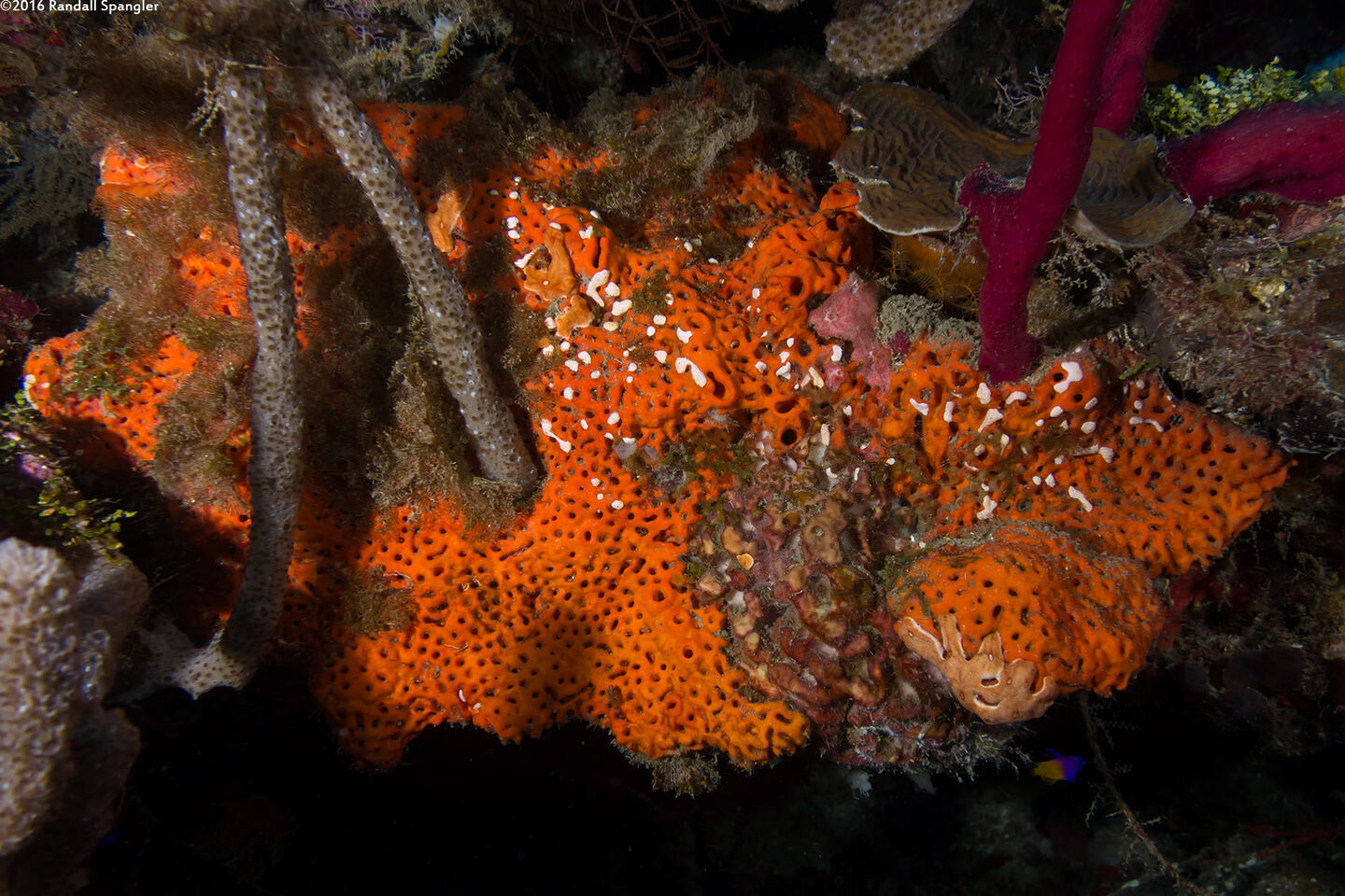 Agelas clathrodes (Orange Elephant Ear Sponge)
