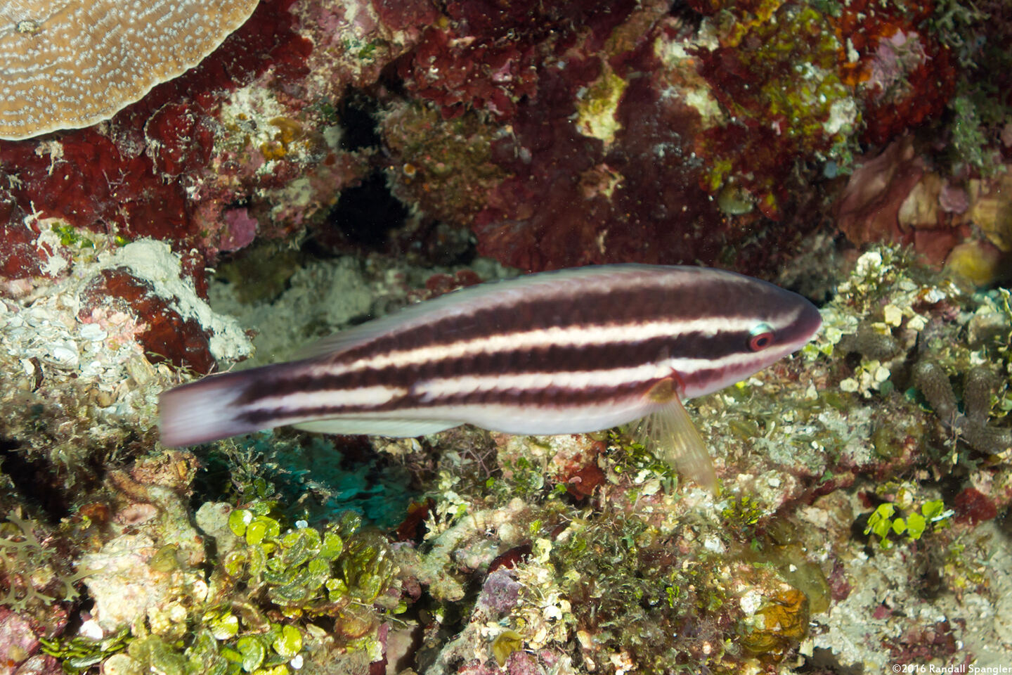 Scarus taeniopterus (Princess Parrotfish)