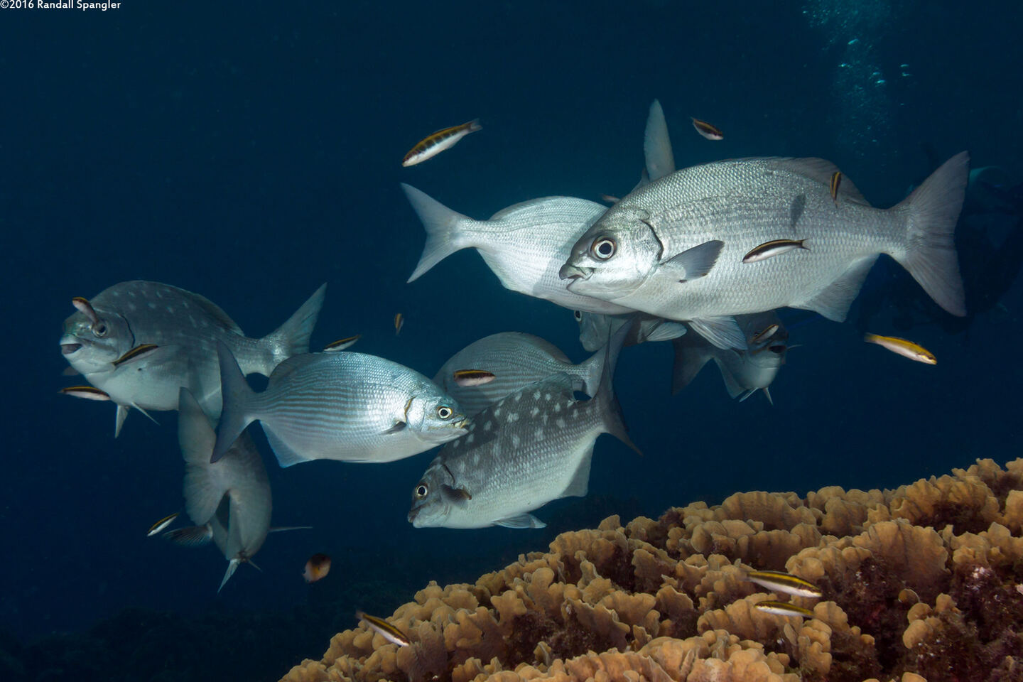 Kyphosus cinerascens (Topsail Chub)
