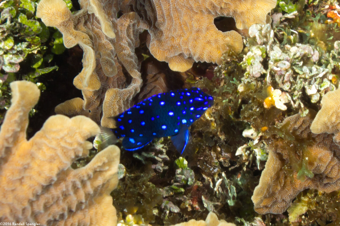 Microspathodon chrysurus (Yellowtail Damselfish)