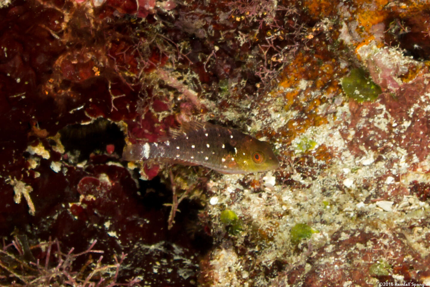 Sparisoma viride (Stoplight Parrotfish)