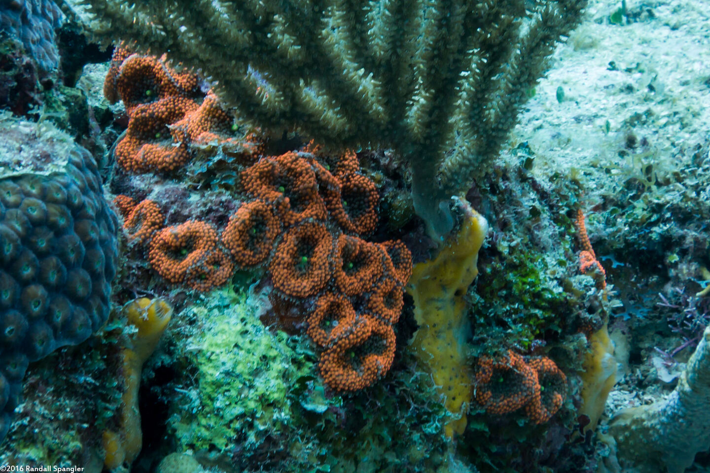 Ricordea florida (Florida Corallimorph)