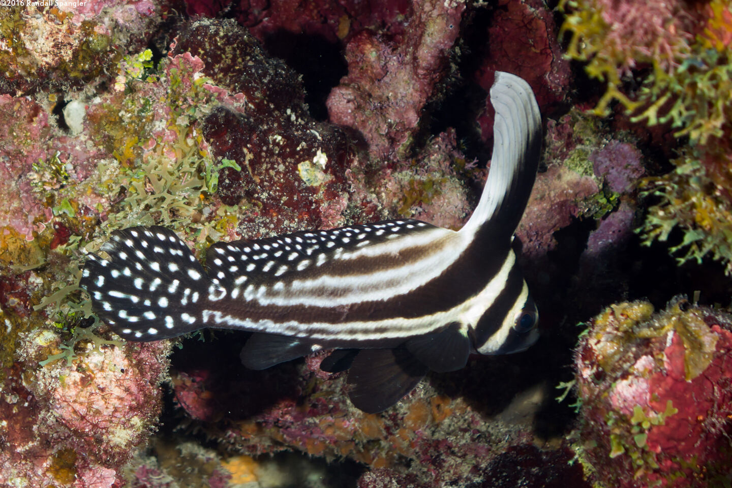 Equetas punctatus (Spotted Drum)