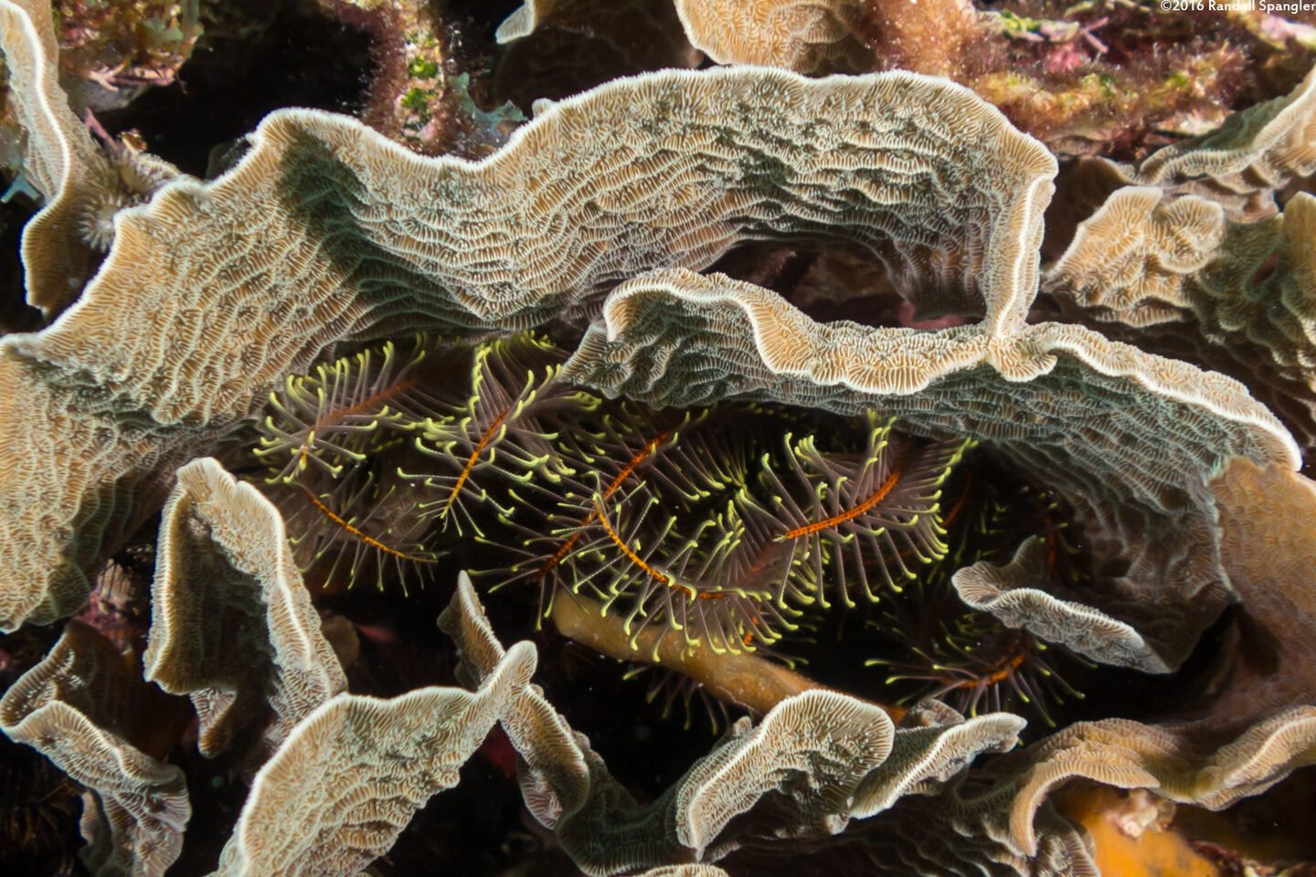 Davidaster rubiginosus (Golden Crinoid)