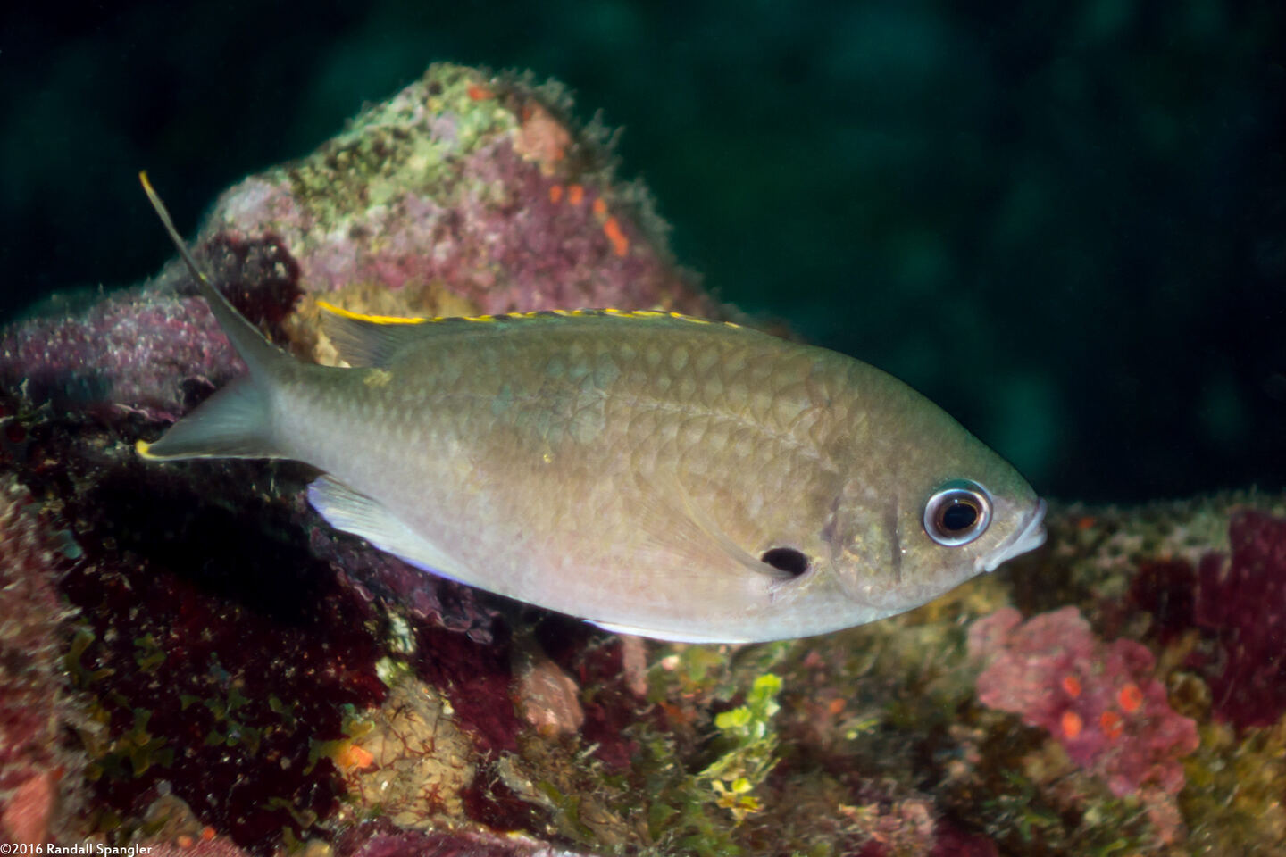 Chromis multilineata (Brown Chromis)