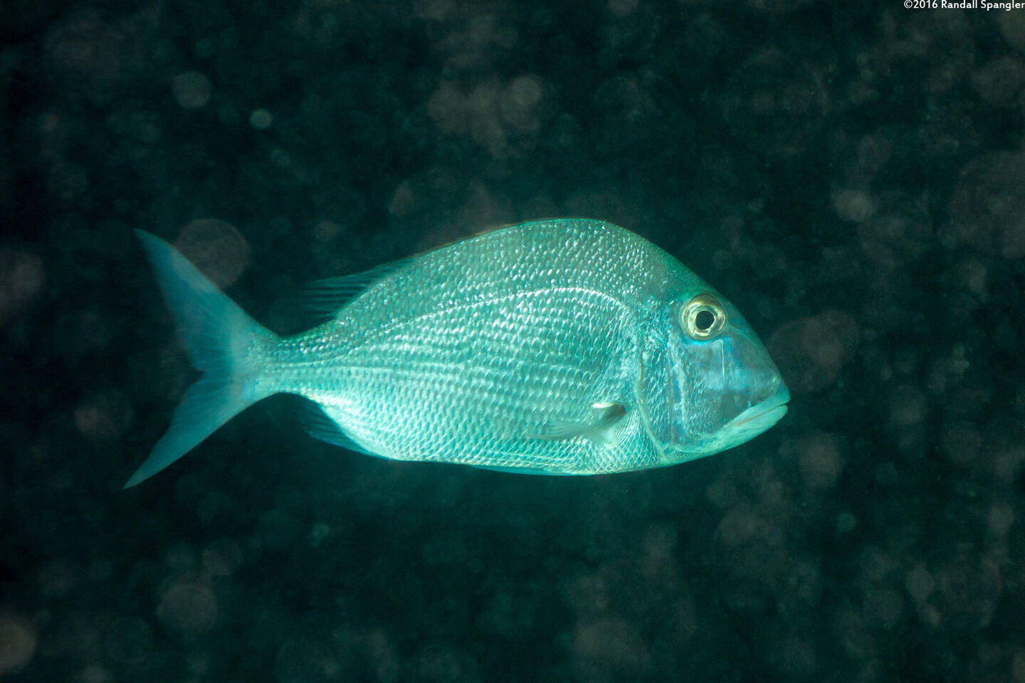 Calamus bajonado (Jolthead Porgy)