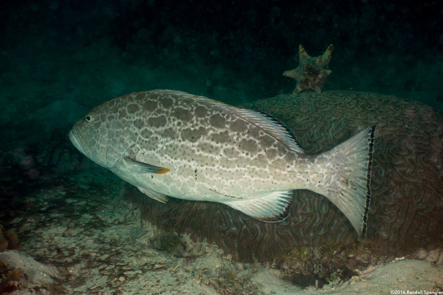 Mycteroperca venenosa (Yellowfin Grouper)