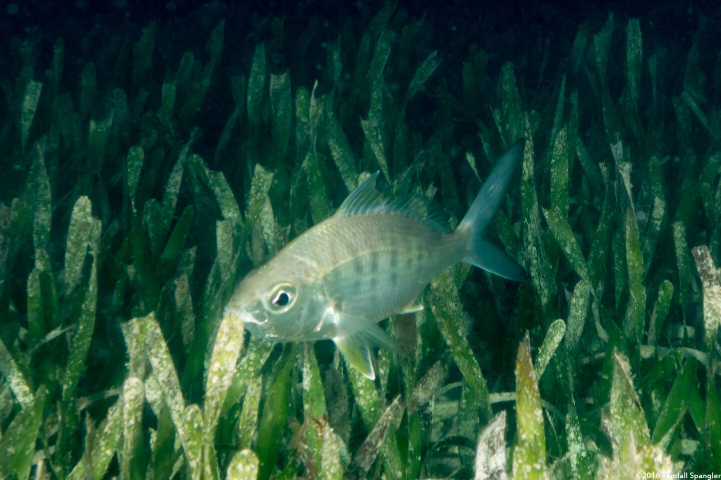 Gerres cinereus (Yellowfin Mojarra)