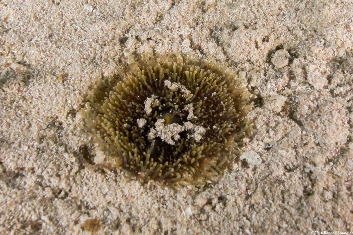 Ricordea florida (Florida Corallimorph)