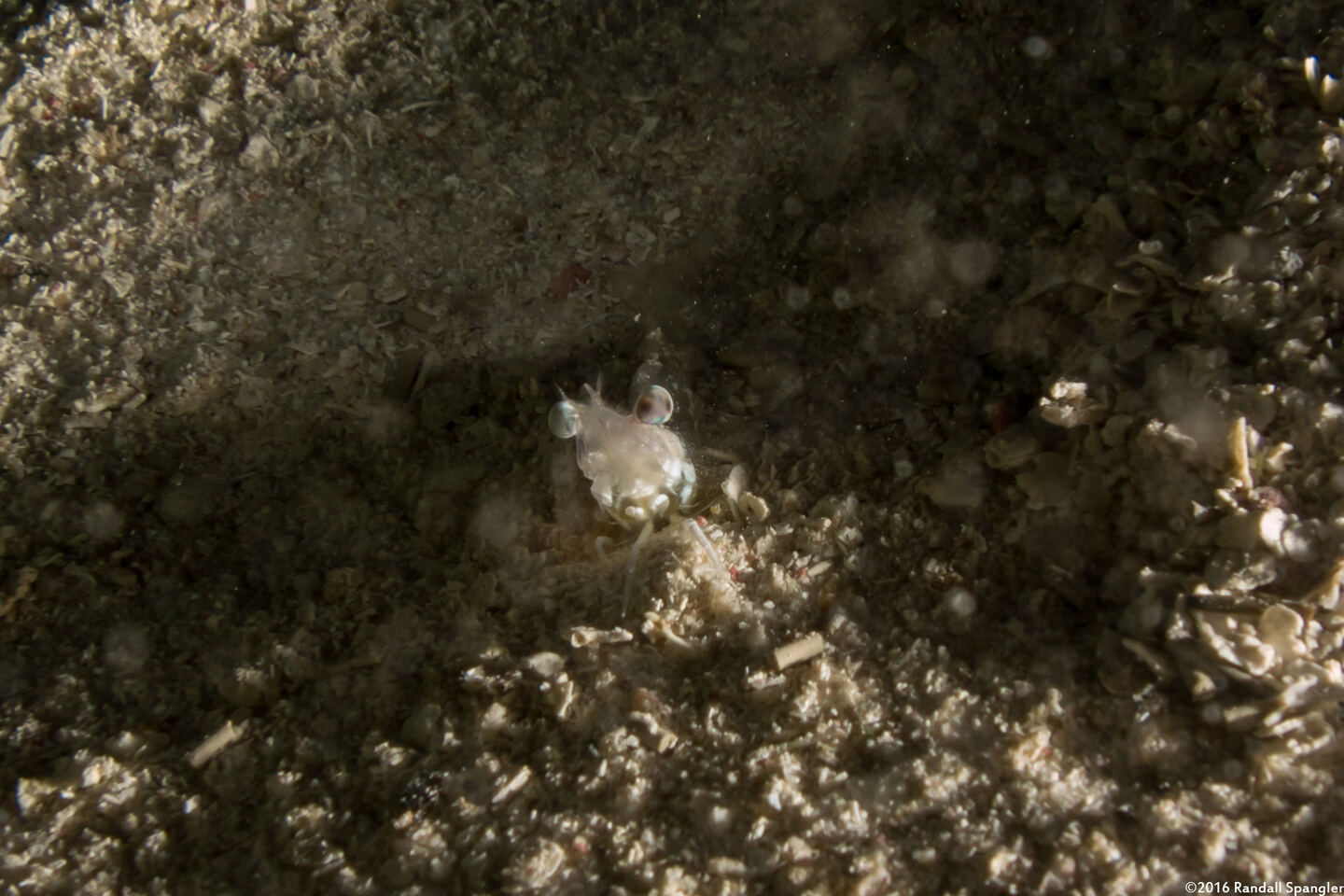 Metapenaeopsis goodei (Velvet Shrimp)