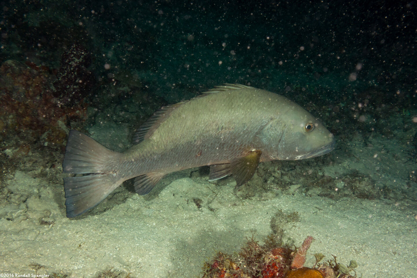 Lutjanus cyanopterus (Cubera Snapper)
