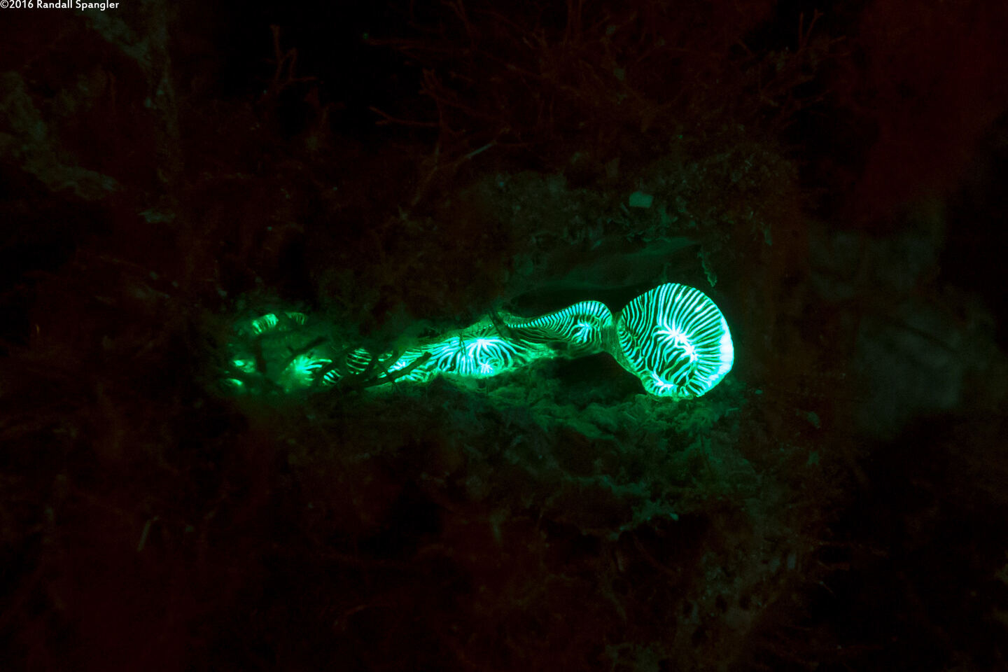 Helioseris cucullata (Sunray Lettuce Coral)