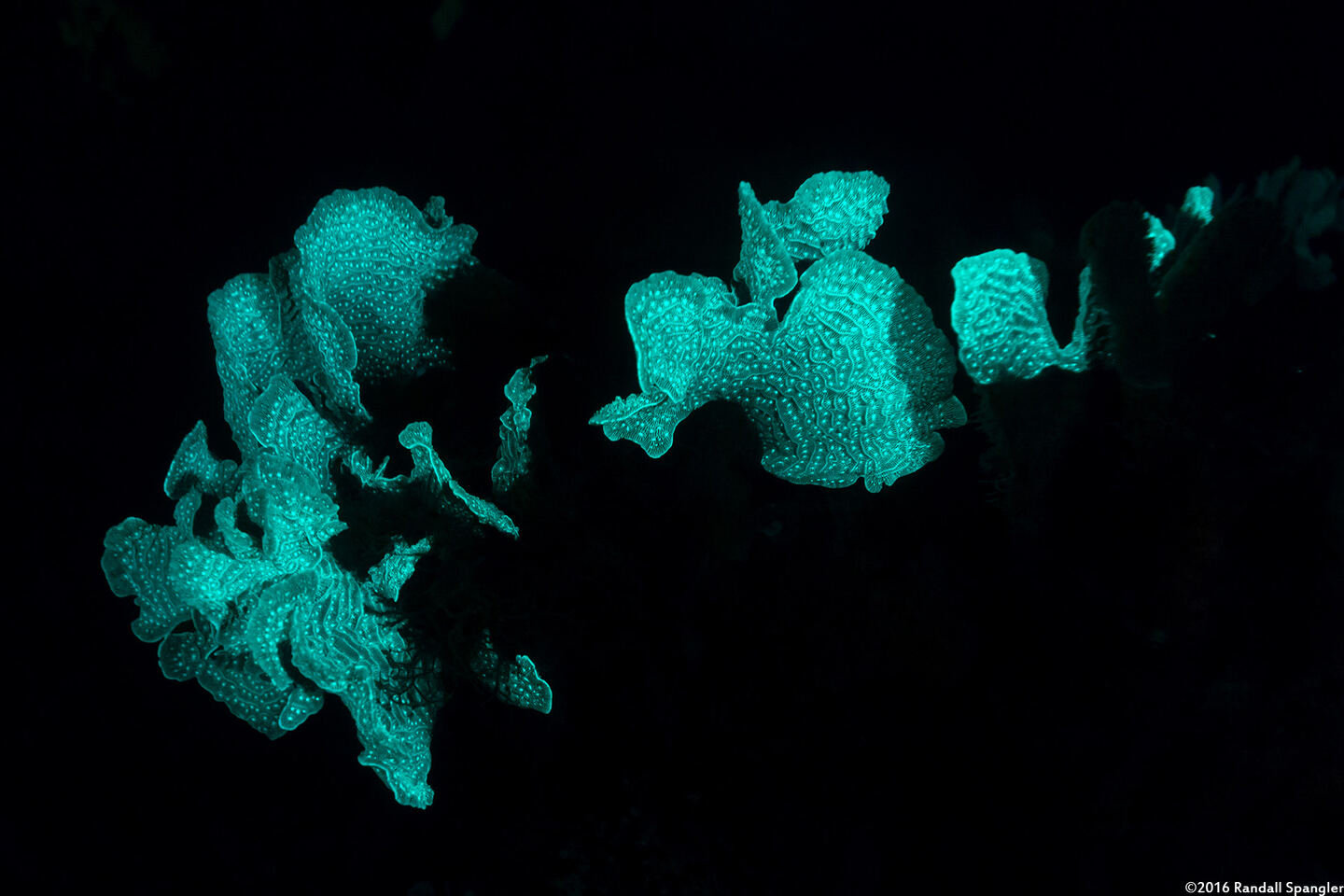 Agaricia agaricites (Lettuce Coral)