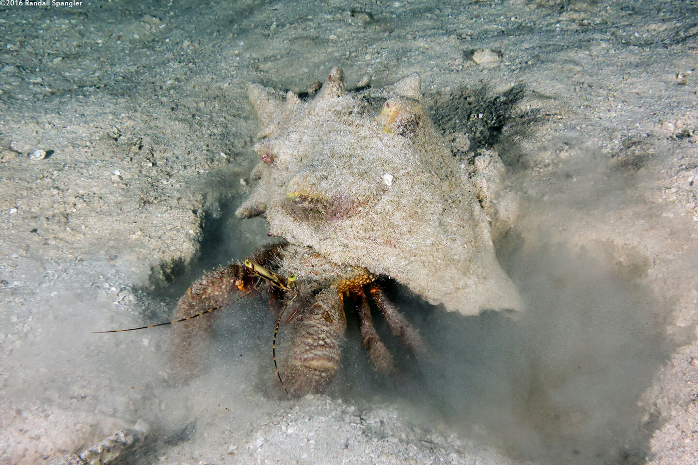 Petrochirus diogenes (Giant Hermit Crab)