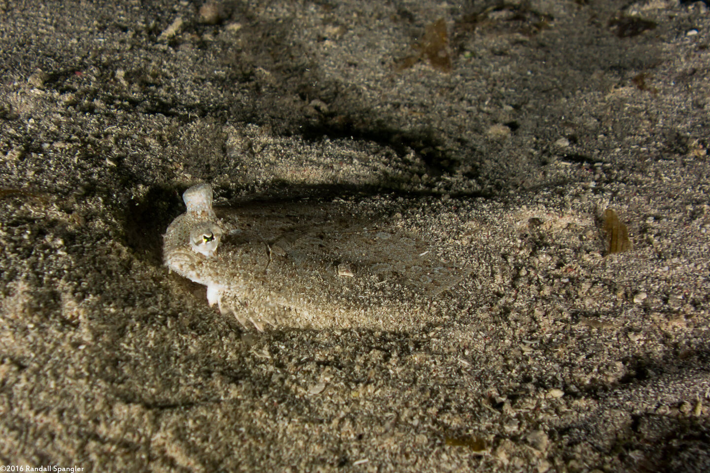 Bothus ocellatus (Eyed Flounder)
