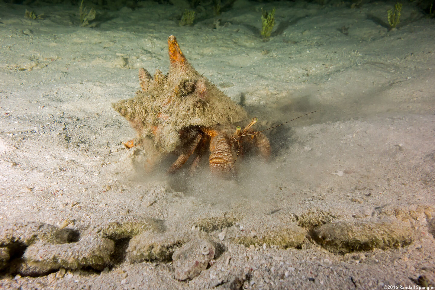 Petrochirus diogenes (Giant Hermit Crab)