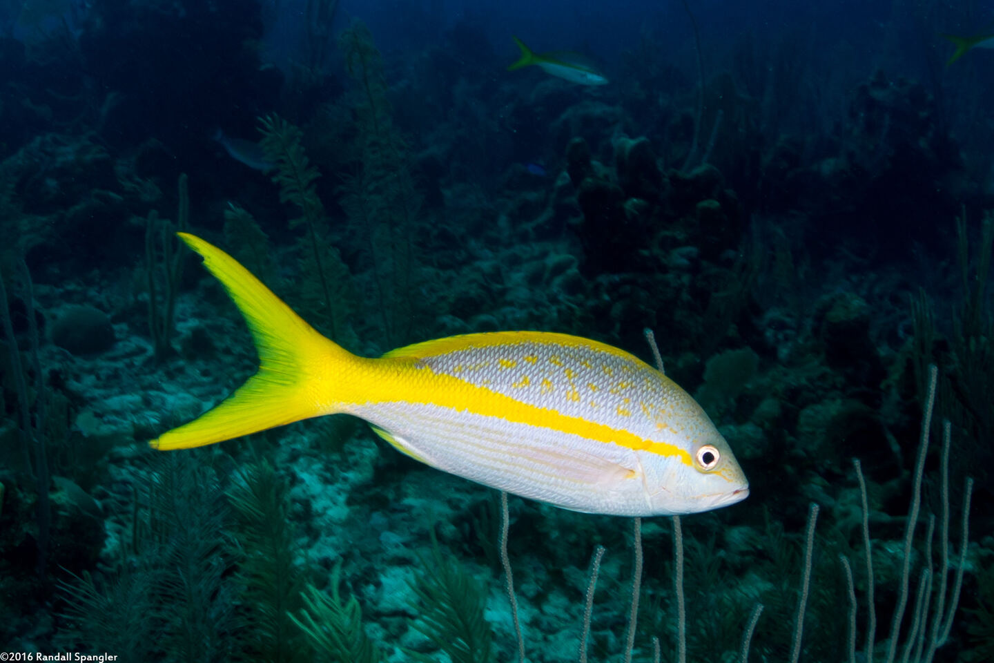 Ocyurus chrysurus (Yellowtail Snapper)