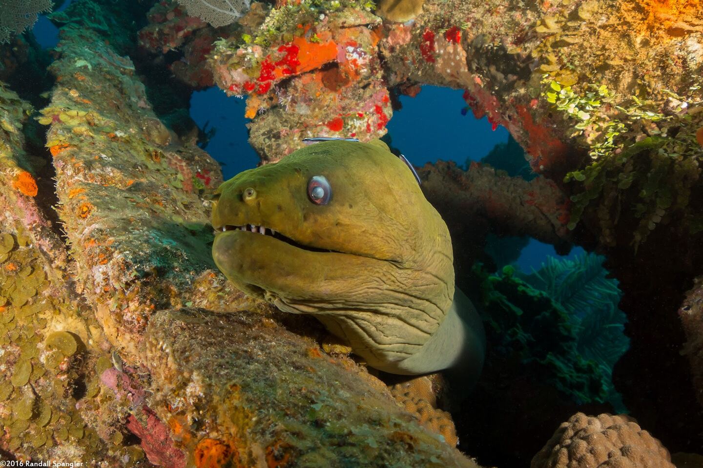 Gymnothorax funebris (Green Moray)