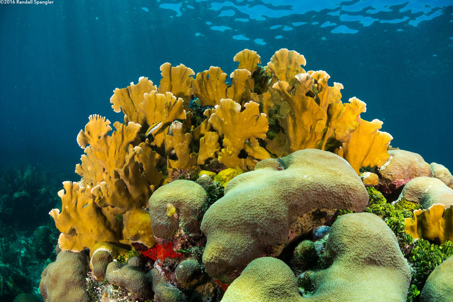 Millepora complanata (Blade Fire Coral)