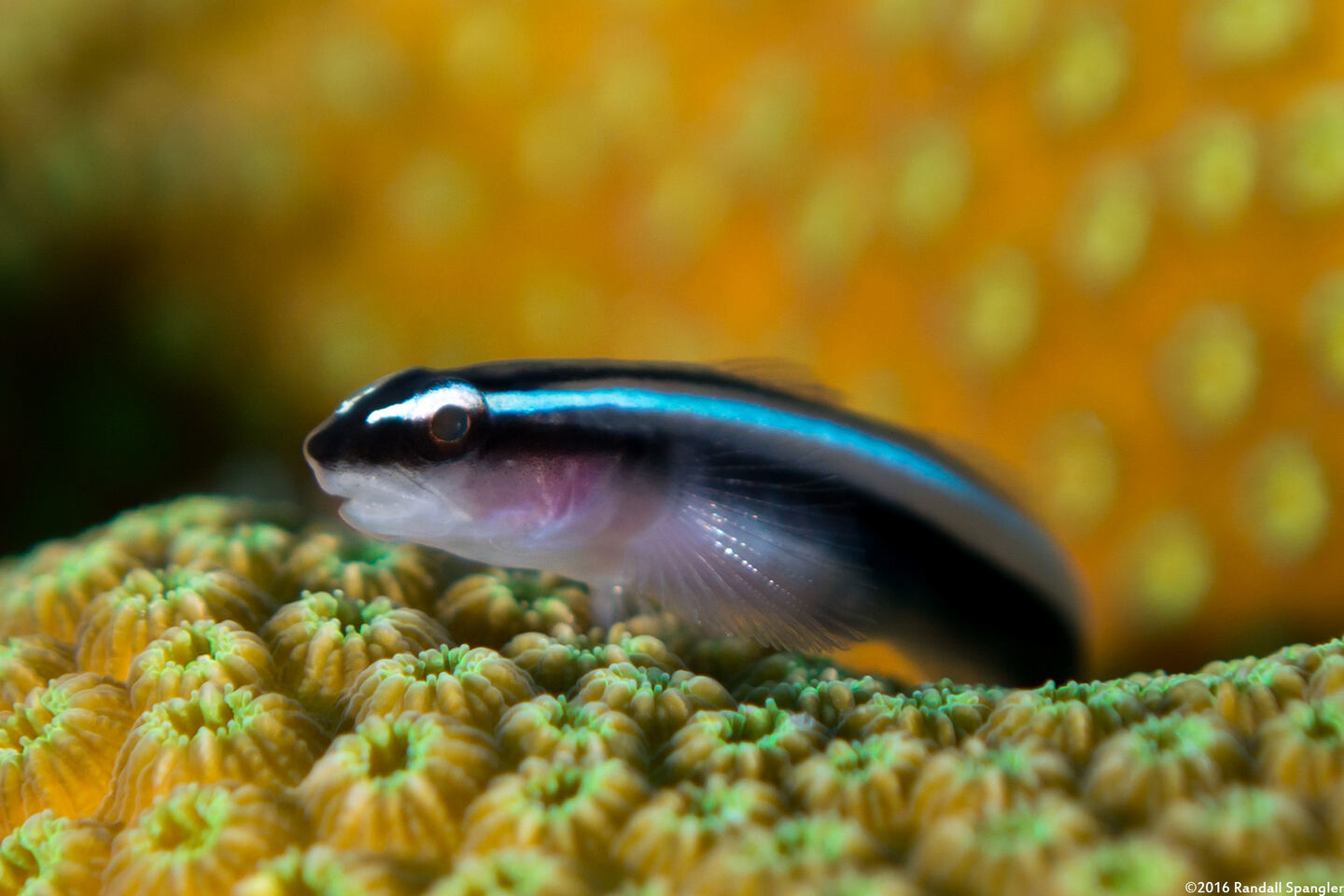 Elacatinus lobeli (Caribbean Neon Goby)