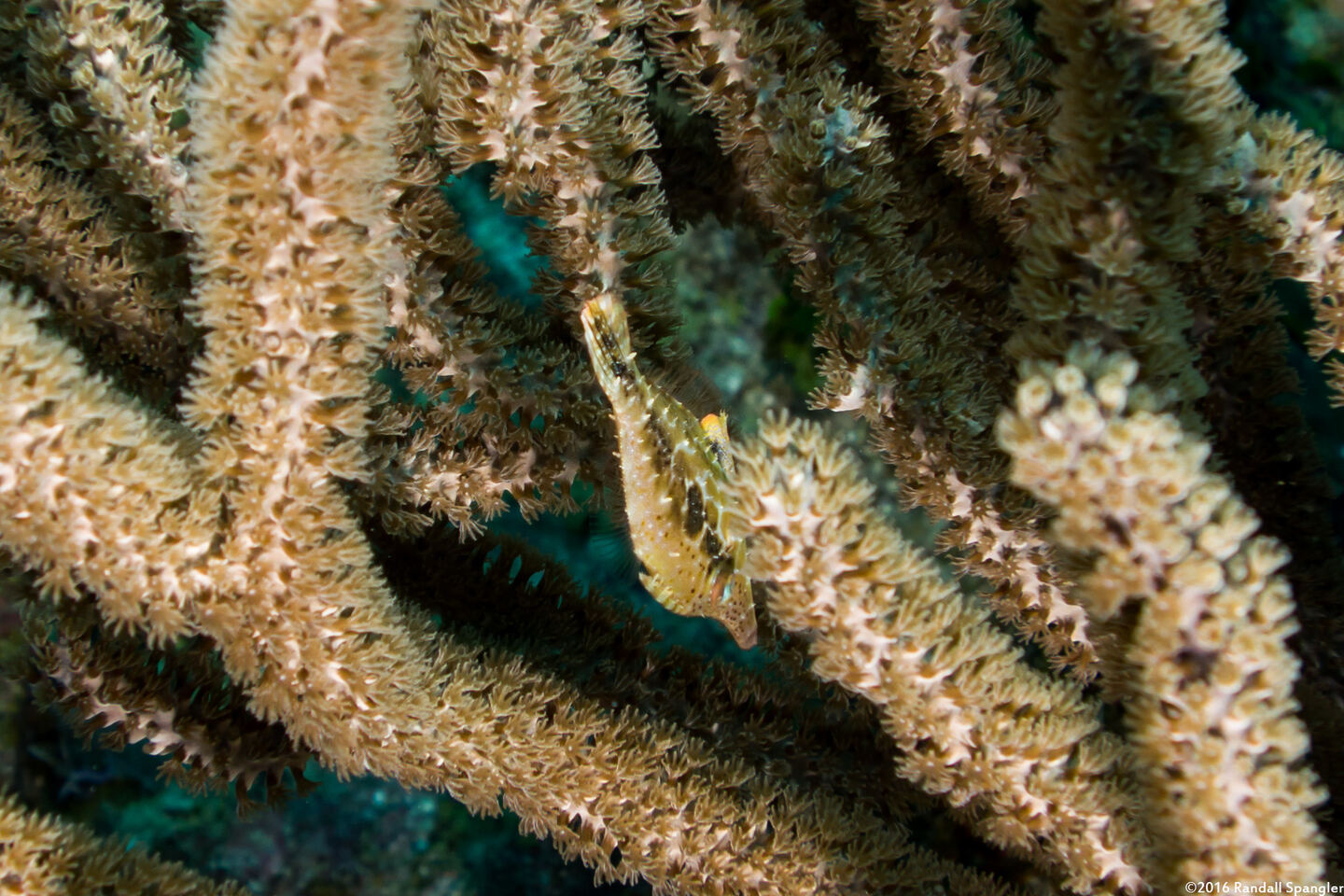 Monacanthus tuckeri (Slender Filefish)