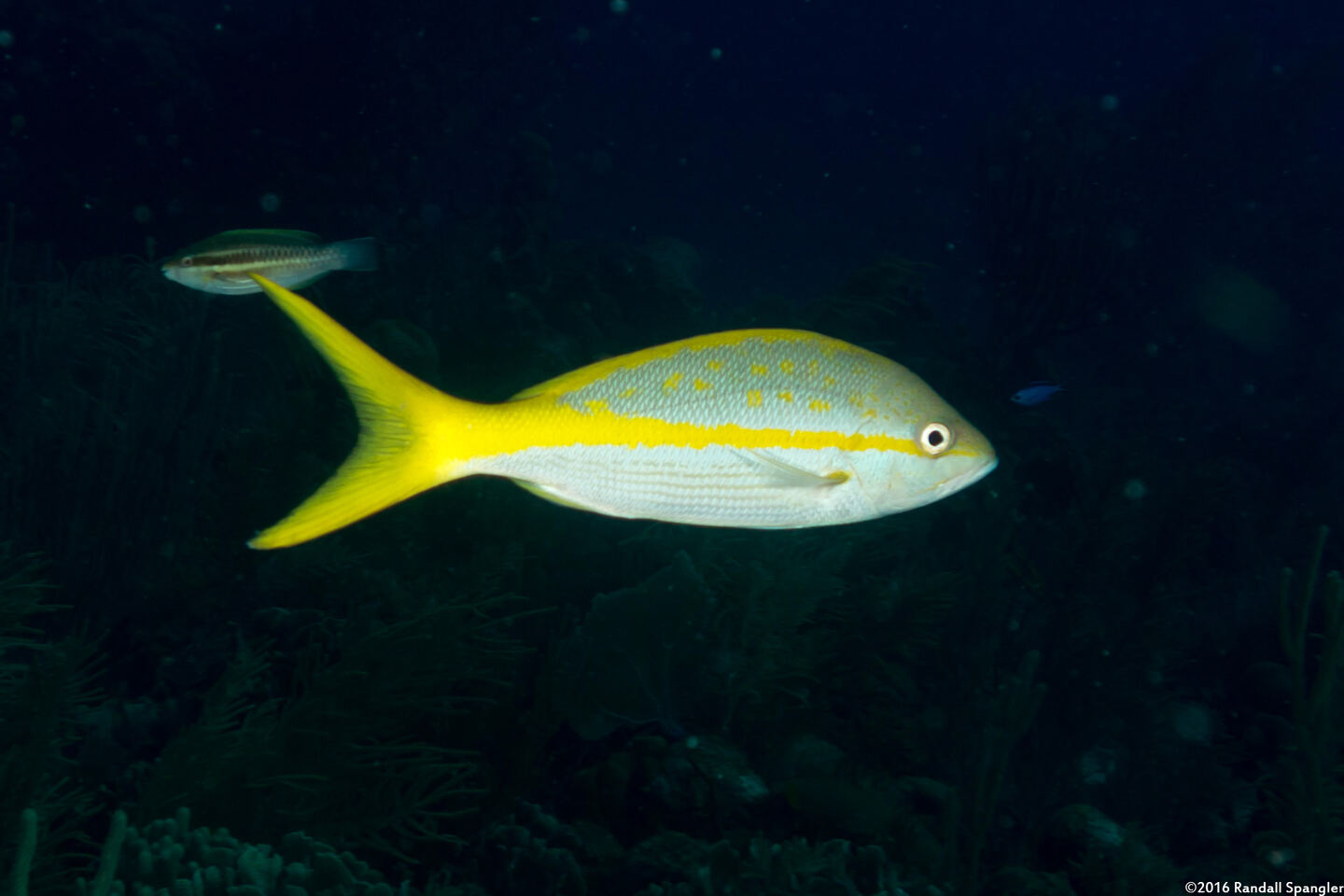 Ocyurus chrysurus (Yellowtail Snapper)