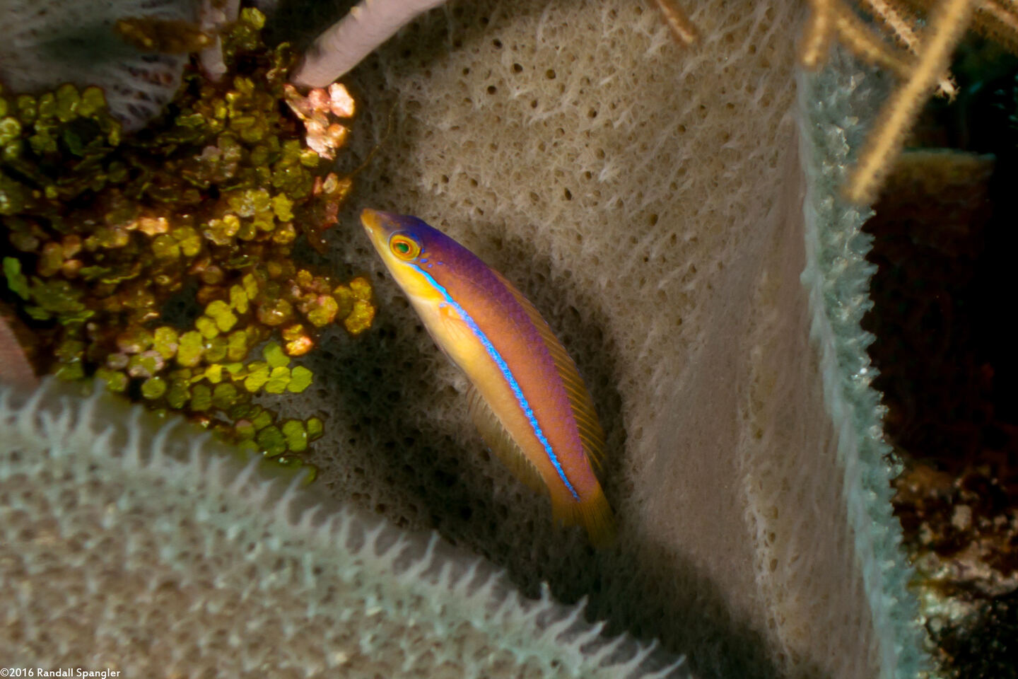Halichoeres garnoti (Yellowhead Wrasse)