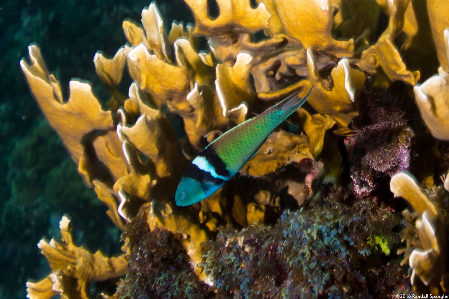 Thalassoma bifasciatum (Bluehead)