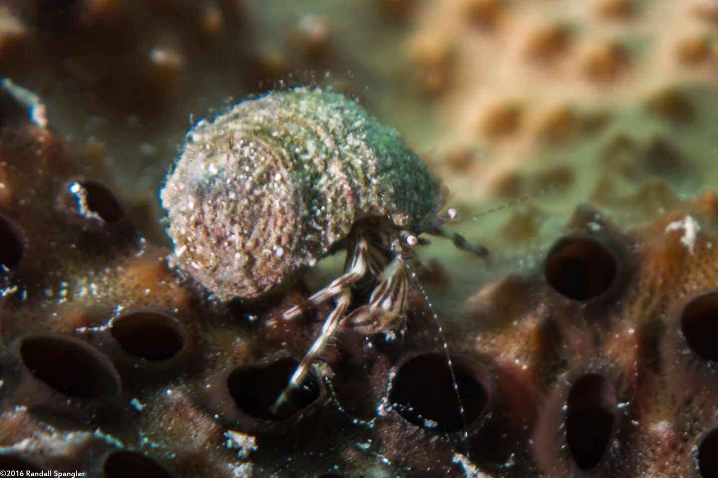 Pagurus brevidactylus (Shortfinger Hermit Crab)