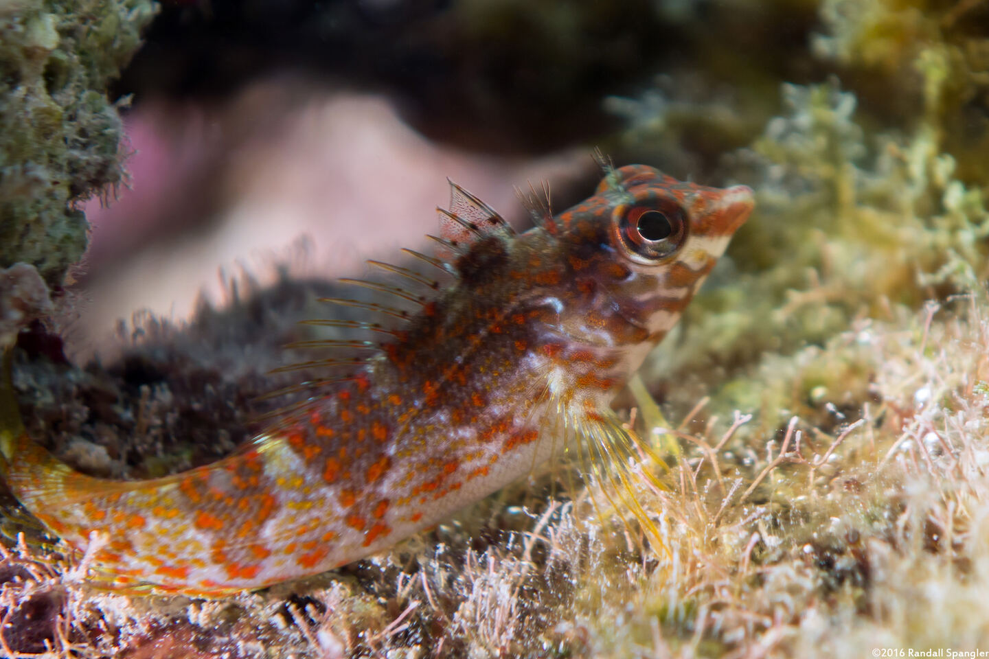 Malacoctenus triangulatus (Saddled Blenny)