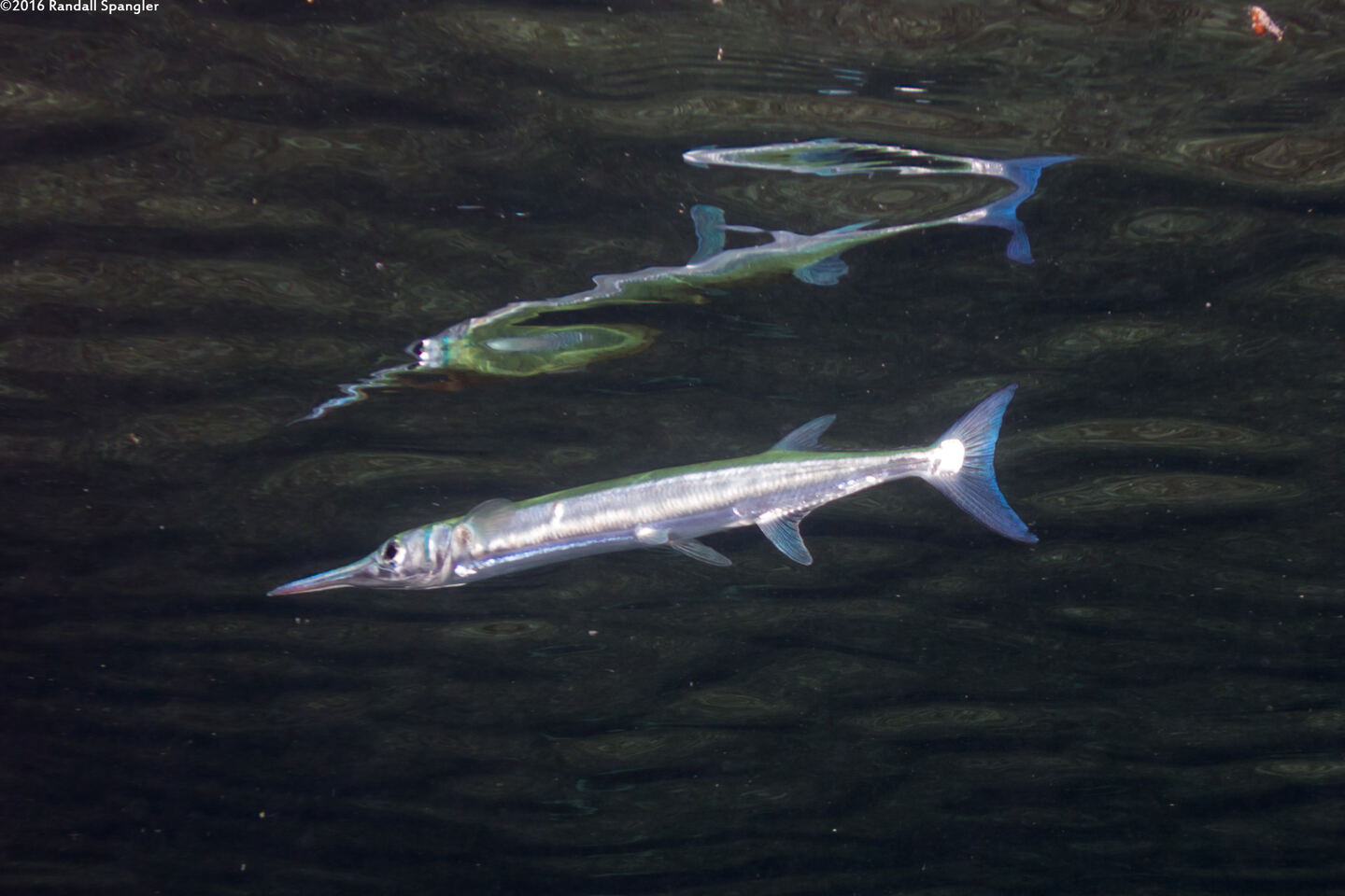 Tylosurus crocodilus (Houndfish)
