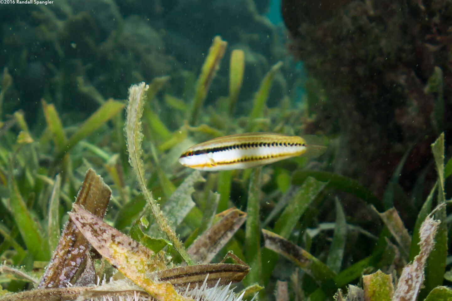 Halichoeres bivittatus (Slippery Dick)
