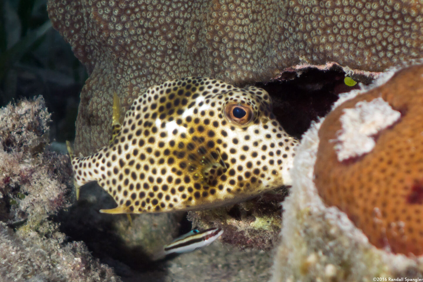 Lactophrys bicaudalis (Spotted Trunkfish)