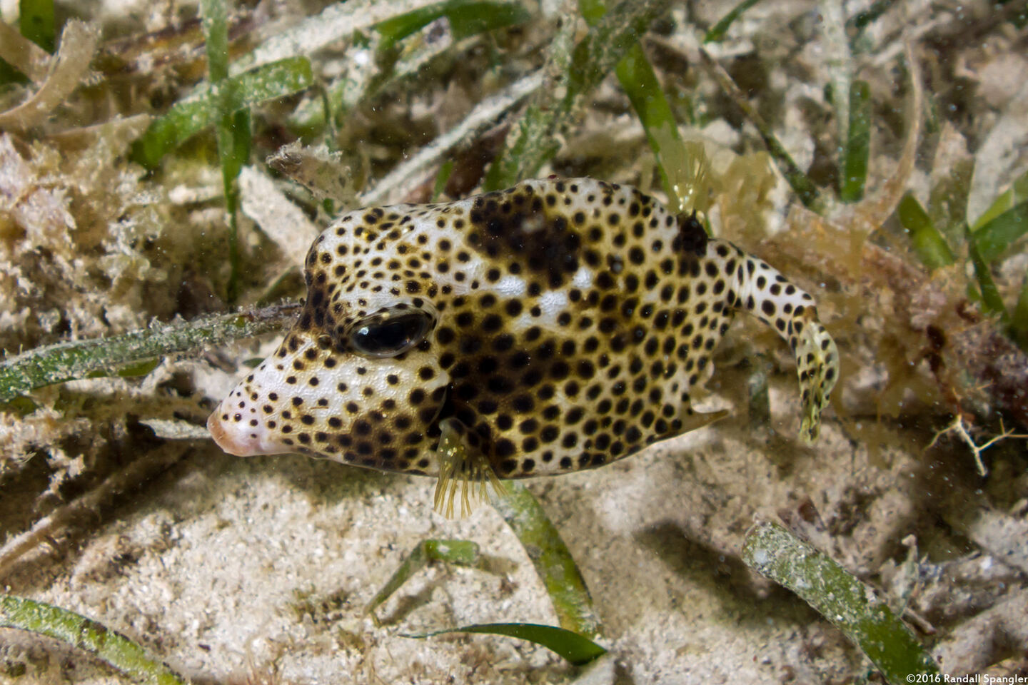 Lactophrys bicaudalis (Spotted Trunkfish)