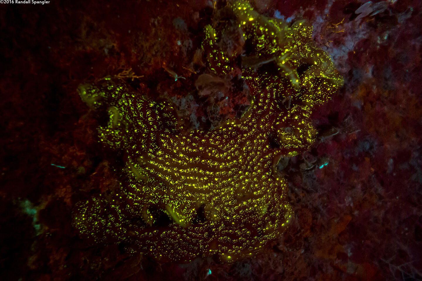 Agaricia grahamae (Dimpled Sheet Coral)
