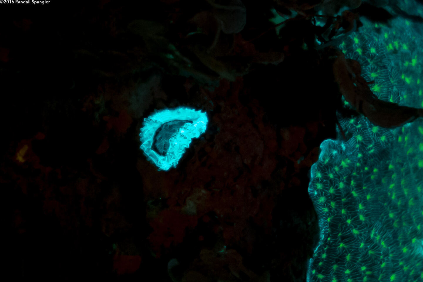 Scolymia wellsii (Solitary Disc Coral)