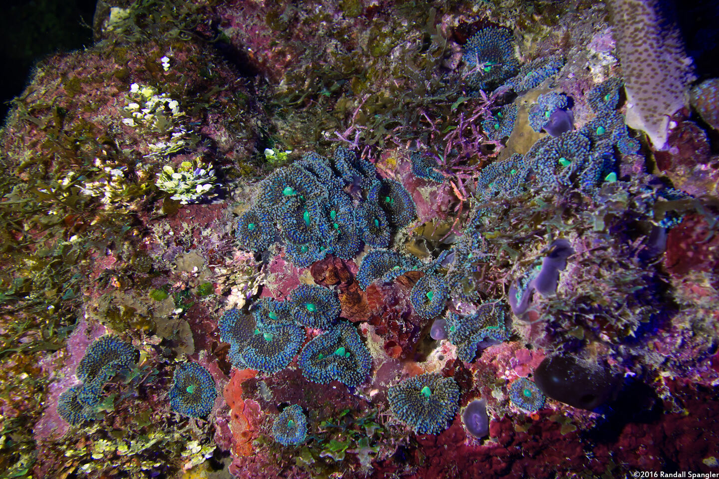 Ricordea florida (Florida Corallimorph)