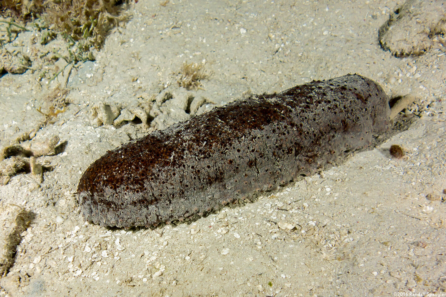 Isostichopus badionotus (Three Rowed Sea Cucumber)