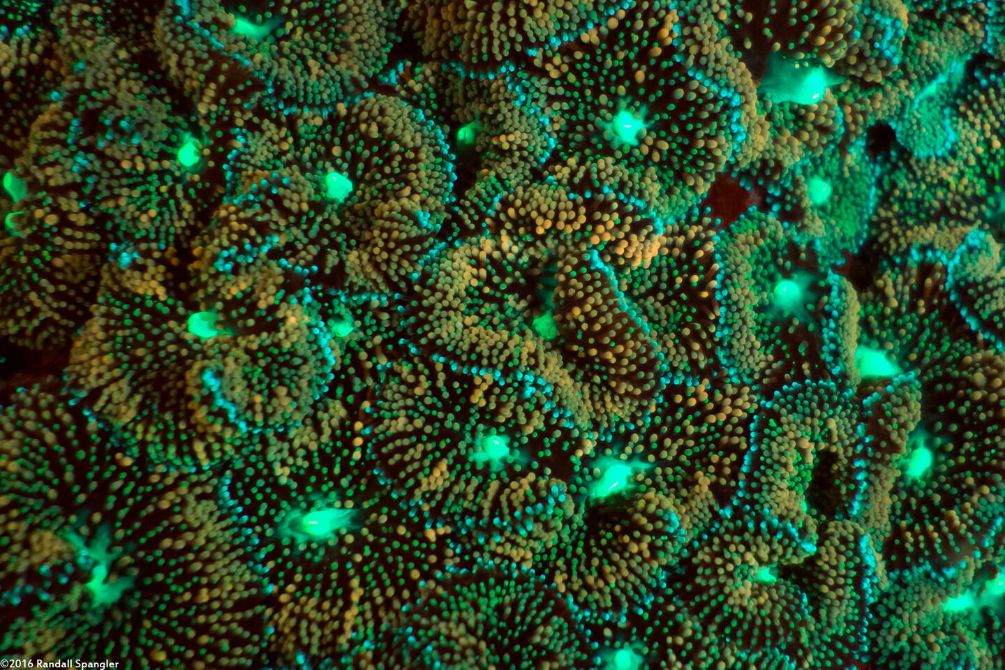 Ricordea florida (Florida Corallimorph)