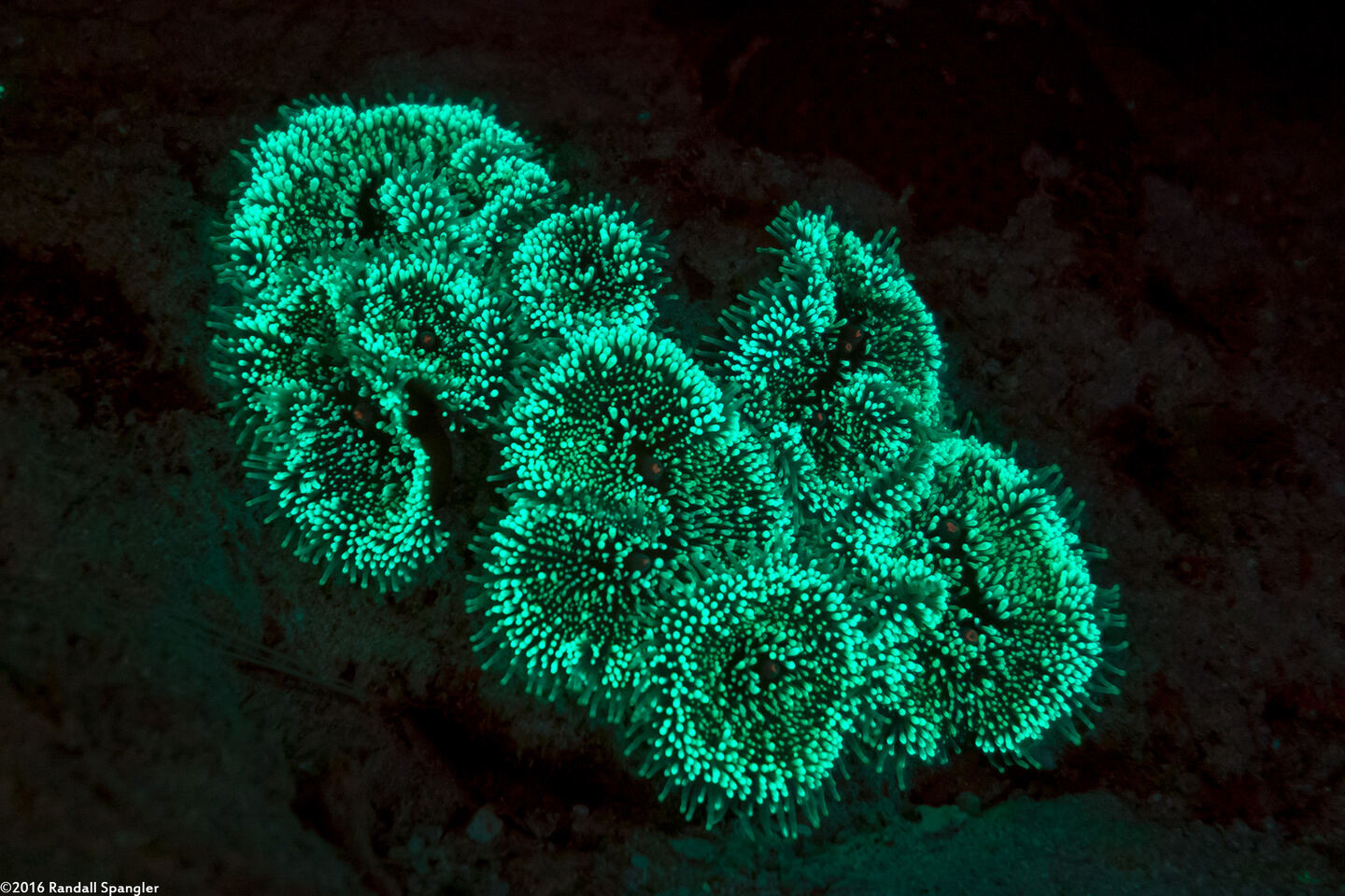 Ricordea florida (Florida Corallimorph)