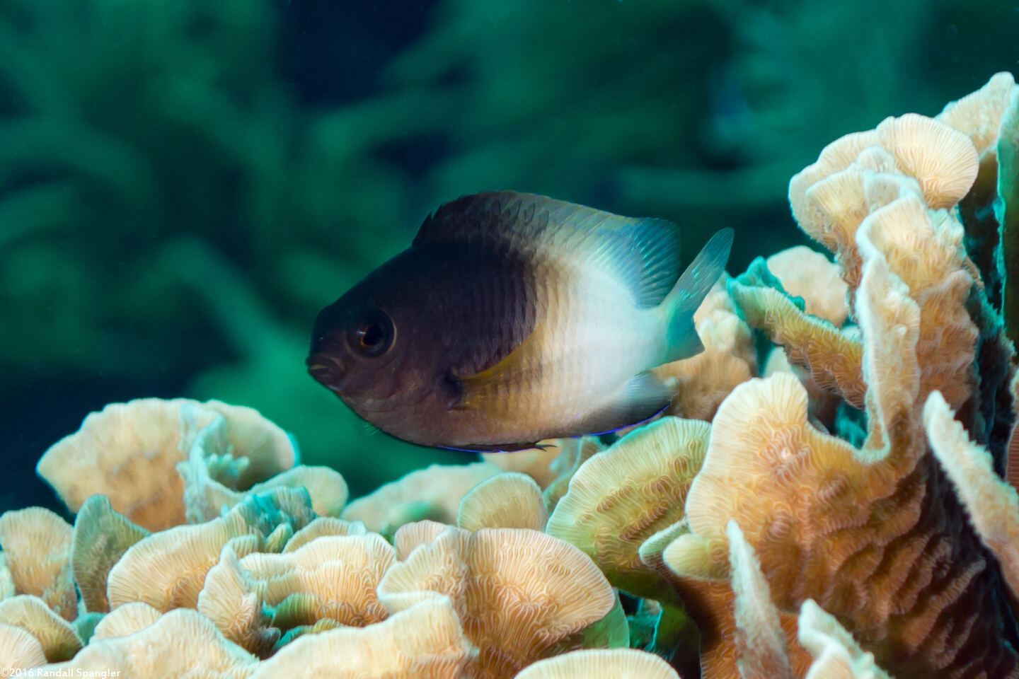 Stegastes partitus (Bicolor Damselfish)