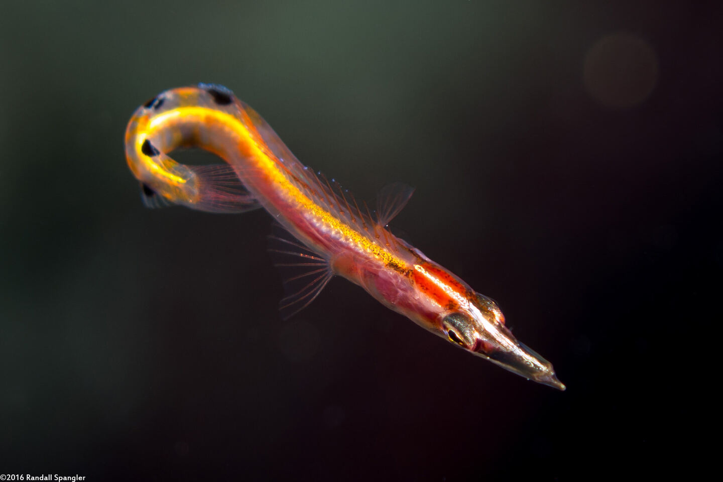 Lucayablennius zingaro (Arrow Blenny)