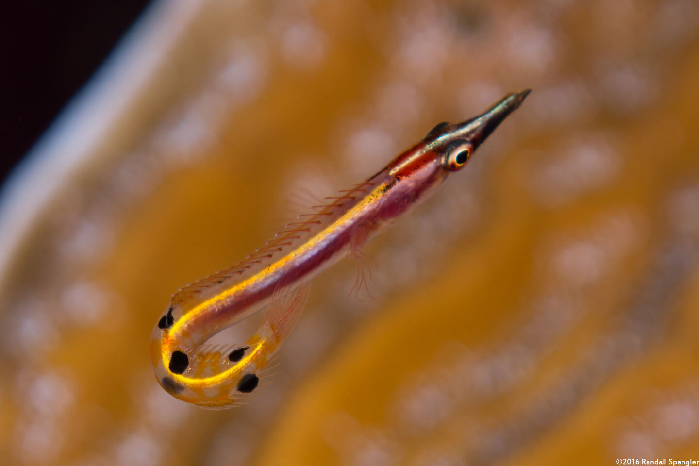 Lucayablennius zingaro (Arrow Blenny)